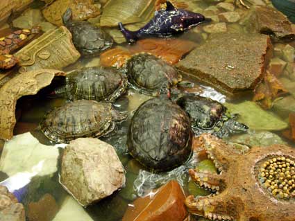 Красноухие черепахи в бассейне