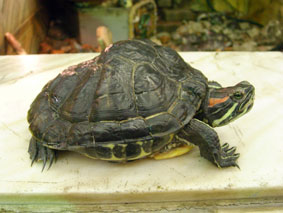 Красноухая черепаха с деформированным панцирем