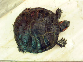 Красноухая черепаха с деформированным панцирем