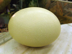 Страусинное яйцо