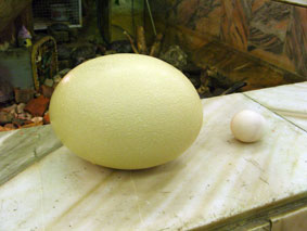 Страусинное яйцо в сравнении с куриным