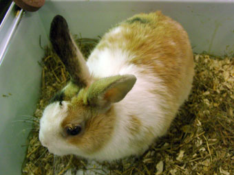 Декортивный трехцветный кролик