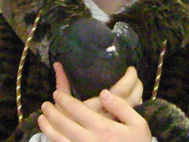 Сизый голубь